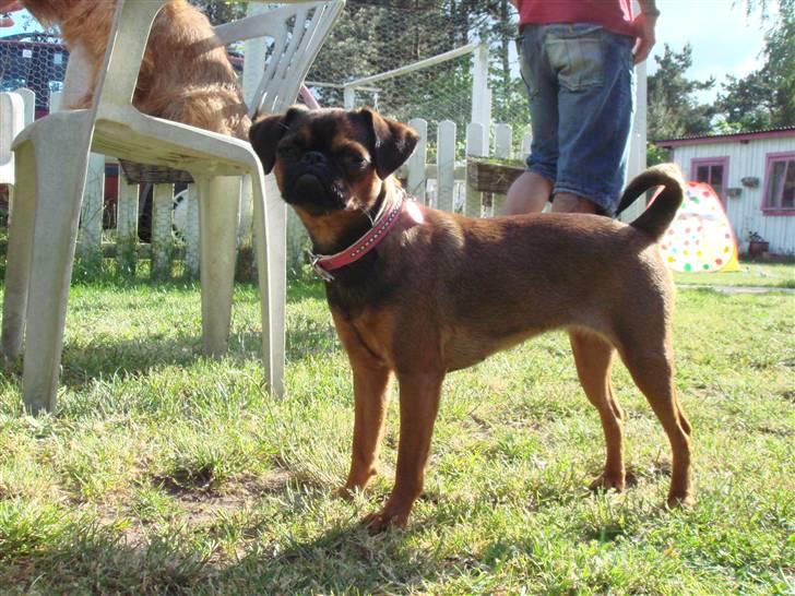 Griffon petit brabancon Arinka Silver Bells billede 16