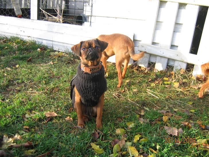 Griffon petit brabancon Arinka Silver Bells billede 17