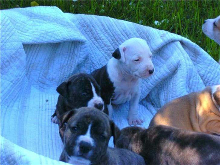 Amerikansk staffordshire terrier Gucci billede 12