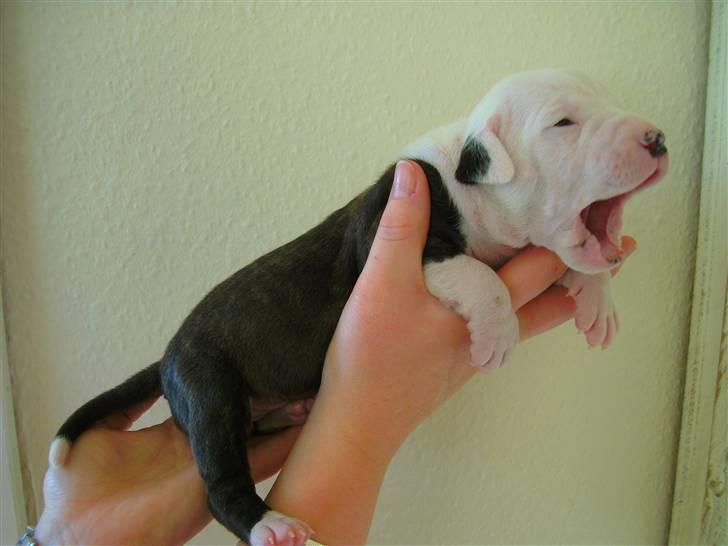 Amerikansk staffordshire terrier Gucci billede 13