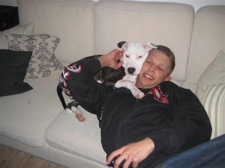 Amerikansk staffordshire terrier Gucci billede 14