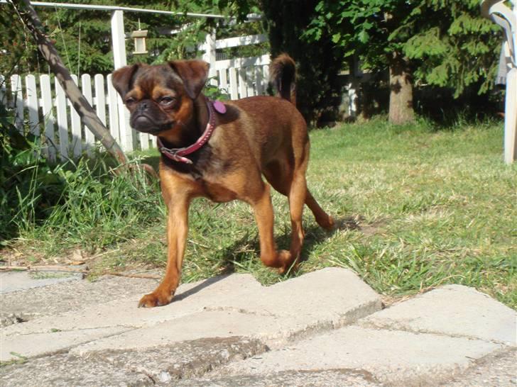 Griffon petit brabancon Arinka Silver Bells billede 18