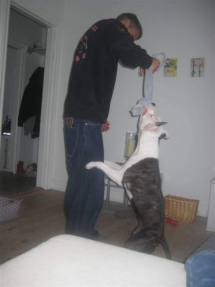 Amerikansk staffordshire terrier Gucci billede 15