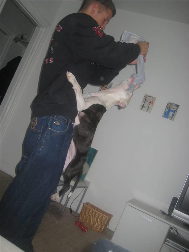 Amerikansk staffordshire terrier Gucci billede 16