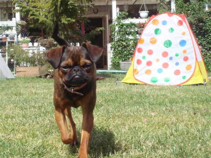 Griffon petit brabancon Arinka Silver Bells billede 19