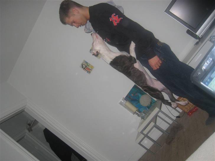 Amerikansk staffordshire terrier Gucci billede 17