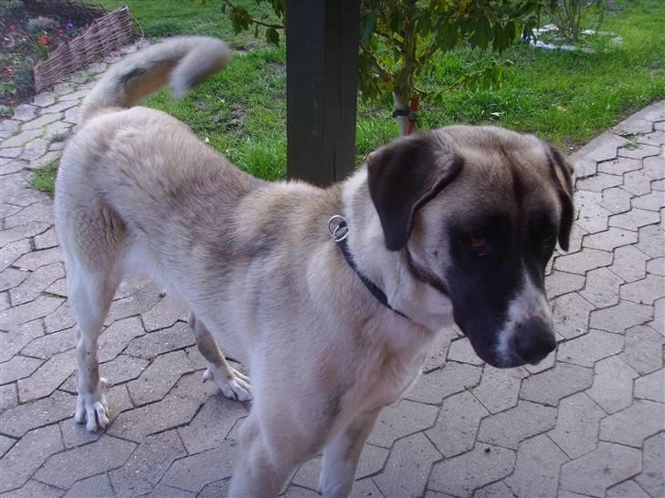 Kangal pasa billede 7