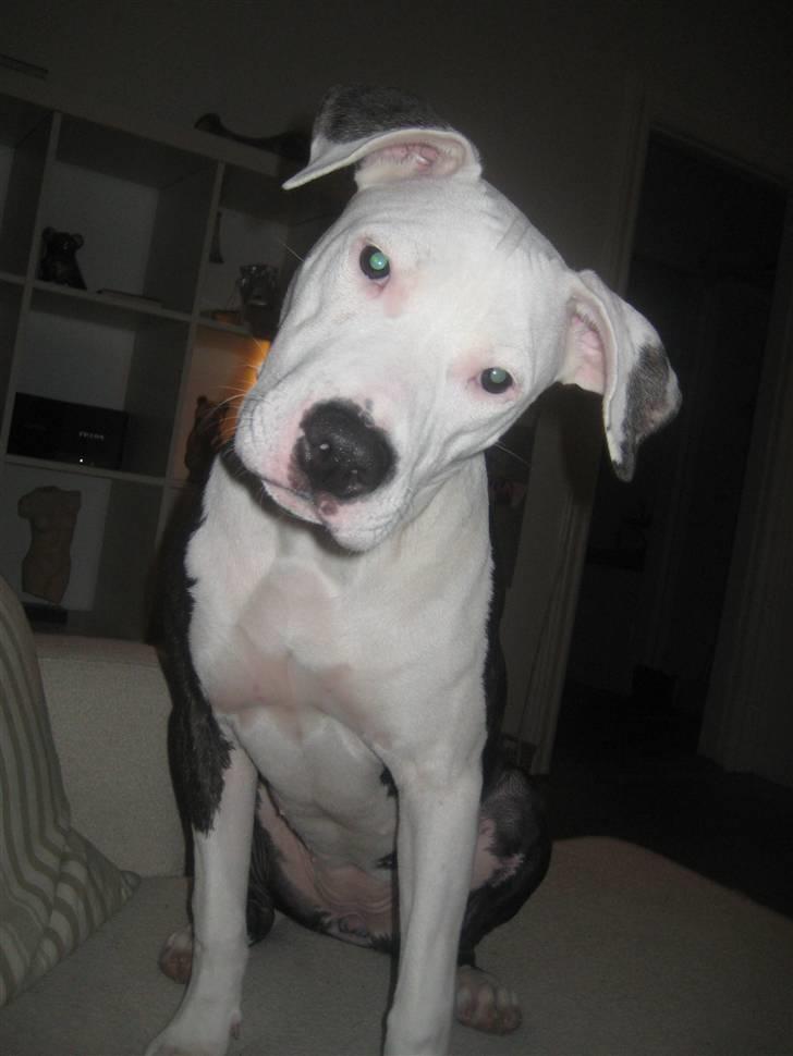 Amerikansk staffordshire terrier Gucci billede 18