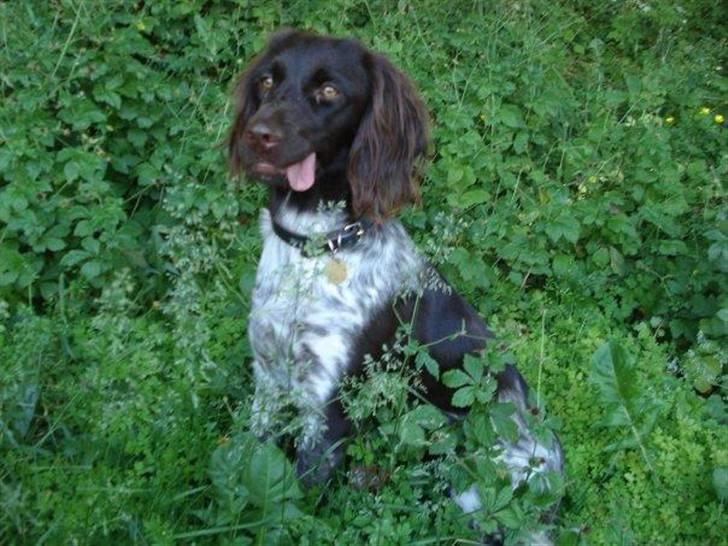 Kleiner münsterländer Cita billede 1