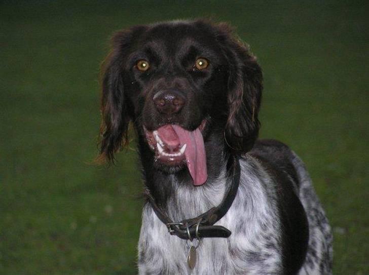 Kleiner münsterländer Cita billede 2