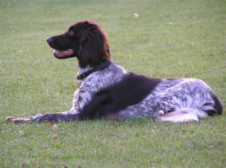 Kleiner münsterländer Cita billede 3