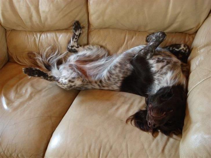 Kleiner münsterländer Cita billede 4