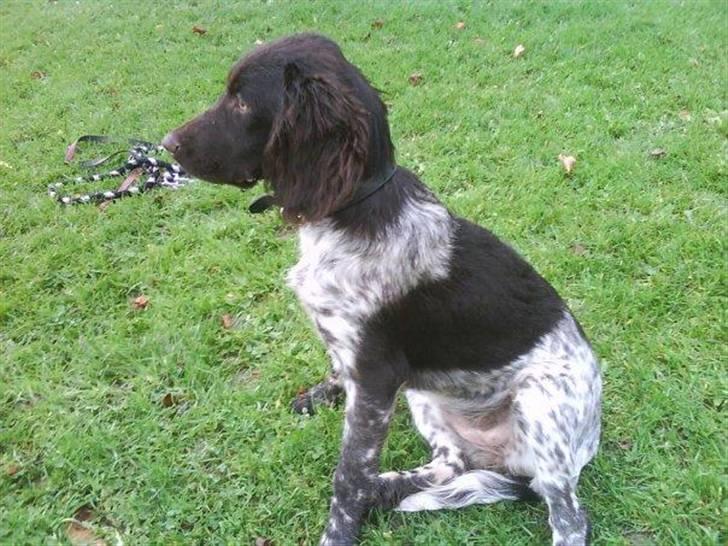 Kleiner münsterländer Cita billede 5