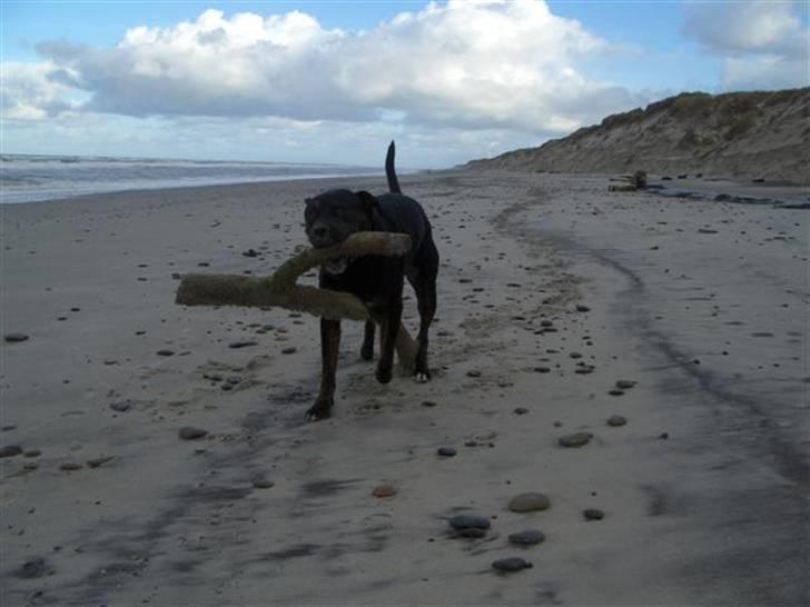 Blanding af racer Felix - Han opgav at slæbe den til sidst.. billede 13