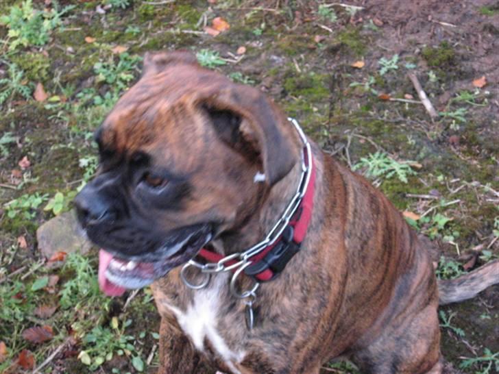 Boxer Molly billede 16