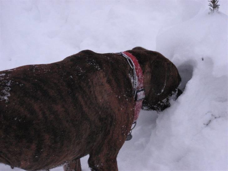 Boxer Molly billede 17