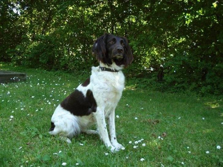 Kleiner münsterländer R.I.P Basta billede 1