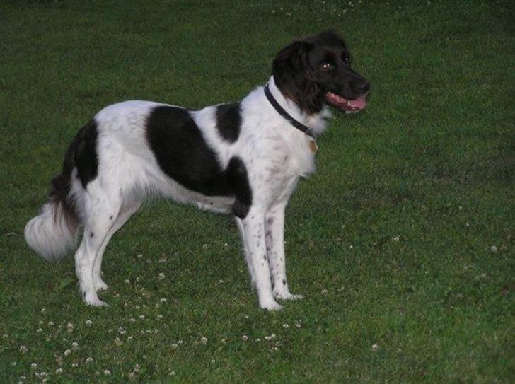 Kleiner münsterländer R.I.P Basta billede 2