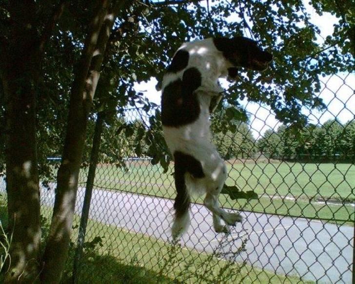 Kleiner münsterländer R.I.P Basta billede 3