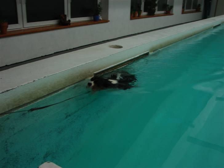 Cavalier king charles spaniel Lady - Hundesvømning. 2009 billede 18