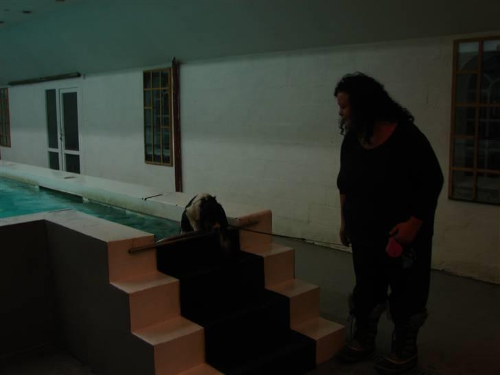 Cavalier king charles spaniel Lady - På vej i bad.2009 billede 19