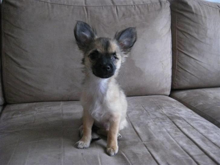 Chihuahua Chanel - 2009. billede 14