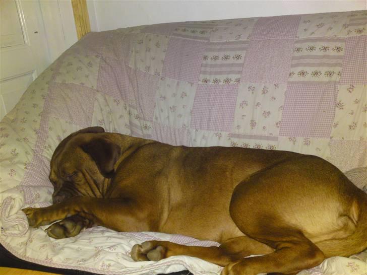 Dogue de bordeaux Hanky Prenky billede 16