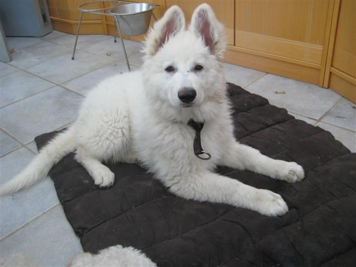 Hvid schæfer Mechlenborgs Belle billede 1