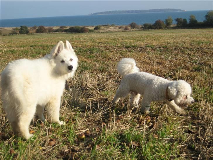 Hvid schæfer Mechlenborgs Belle - Floffy som var i pension hos os og jeg var på tur til vandet nord for Kerteminde. Nå ja Aslan og de 2-benede var også med.. billede 2