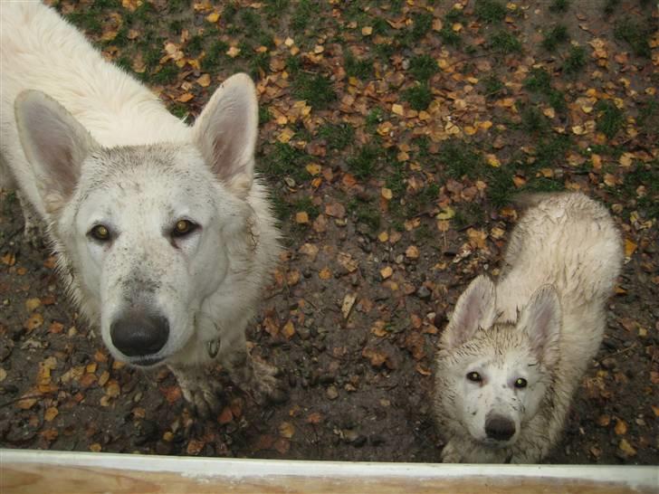 Hvid schæfer Mechlenborgs Belle - Hej mor må vi komme ind nu -vi har klædt os ud som sote schæfere billede 3