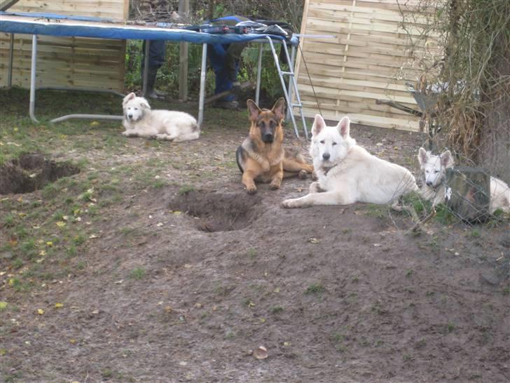 Hvid schæfer Mechlenborgs Belle - King og Bølle(venstre) og Aslan og mig: Jeg har fået myret hegnet væk fra vores slyngplante for den er vildt god at gnave i...  billede 4