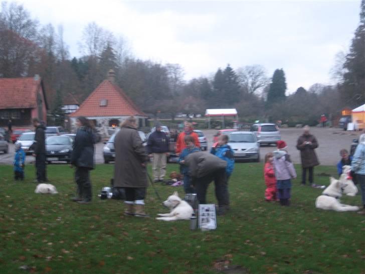Hvid schæfer Mechlenborgs Belle - Så blev det juleafslutning med mors træningshold i Langesøskoven. Mig der sover ovre til venstre billede 5