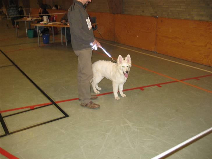 Hvid schæfer Mechlenborgs Belle - Så kom jeg på udstilling og fik fine præmier... men i bad det var ikke sjovt billede 6