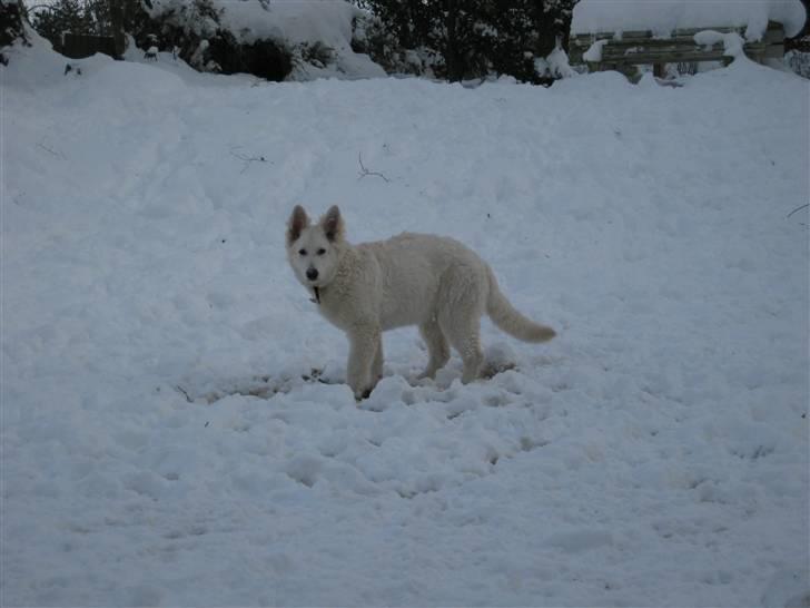 Hvid schæfer Mechlenborgs Belle - Klar til at ordne Aslan billede 7