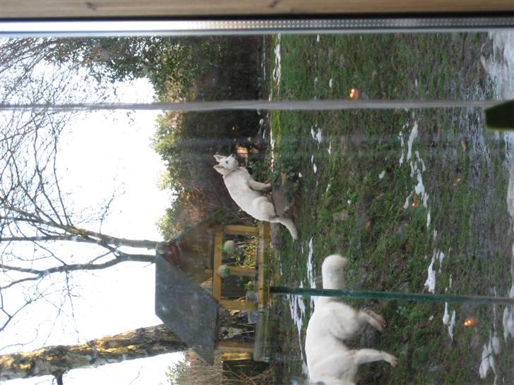 Hvid schæfer Mechlenborgs Belle - Jeg er en bjergged...øhm tror jeg nok. Dejligt med lidt udsigt fra min ynglingsplads billede 8