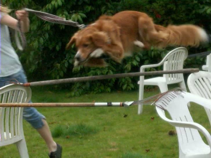 Nova scotia duck tolling retriever Chang - sneen er væk og vi springer lidt billede 7