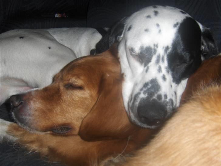 Nova scotia duck tolling retriever Chang - efter en lang dag  i hundeskoven skal der være plads til at sove <3 billede 8