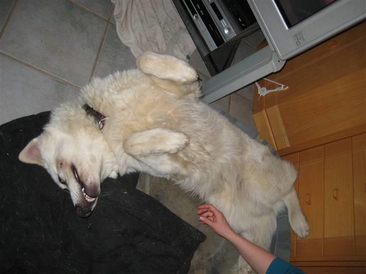 Hvid schæfer Mechlenborgs Aslan - Så må der nusses mor billede 9