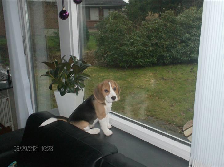 Beagle Nala billede 1