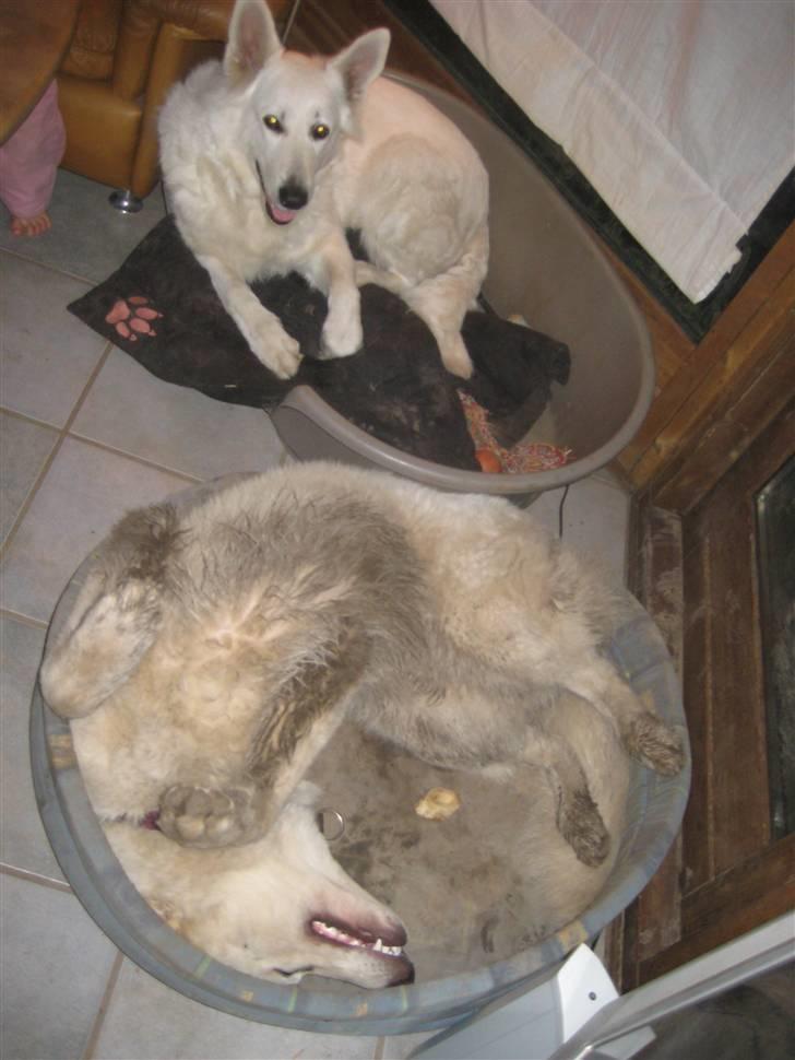 Hvid schæfer Mechlenborgs Aslan - Mig og mor Bianca - det er mig på ryggen- lækker beskidt billede 10