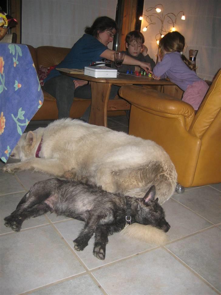 Hvid schæfer Mechlenborgs Aslan - Familiehygge. Jeg får med en lur med Max som er i pension billede 11