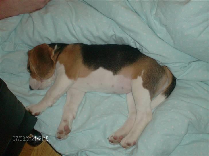 Beagle Nala billede 3