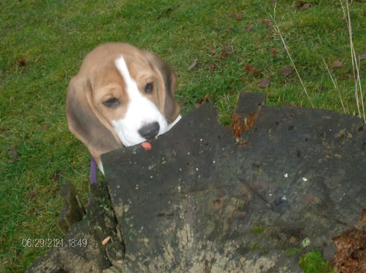 Beagle Nala billede 4