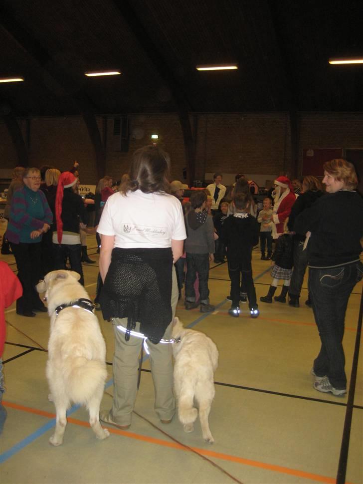 Hvid schæfer Mechlenborgs Aslan - Belle, mor og mig på udstilling billede 12