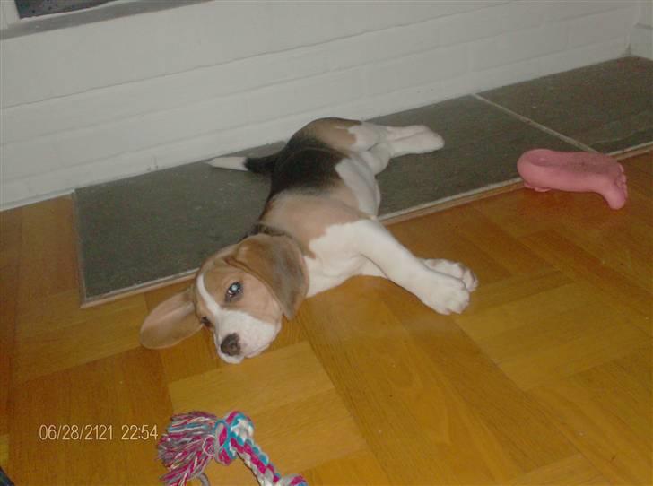 Beagle Nala billede 5