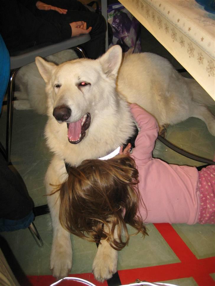 Hvid schæfer Mechlenborgs Aslan - Julie og jeg er lidt træt af ventetiden billede 13