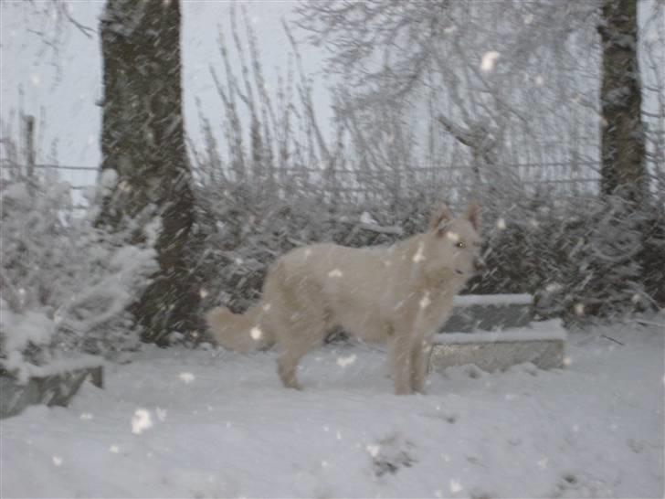 Hvid schæfer Mechlenborgs Aslan - Kald mig den hvide løve .. :-) billede 14