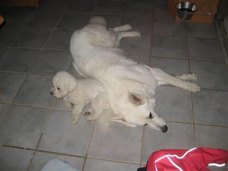 Hvid schæfer Mechlenborgs Aslan - Floffy som var i pension hos os og jeg var lidt trætte og tog os en lur billede 15