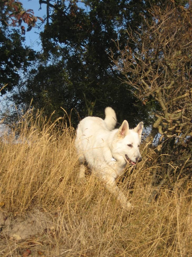 Hvid schæfer Mechlenborgs Aslan - Jeg skal nok finde dig far.... billede 16