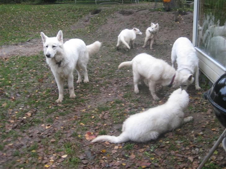 Hvid schæfer Mechlenborgs Aslan - Mig til venstre og B-kuldet til hvalpetræf hos os billede 17
